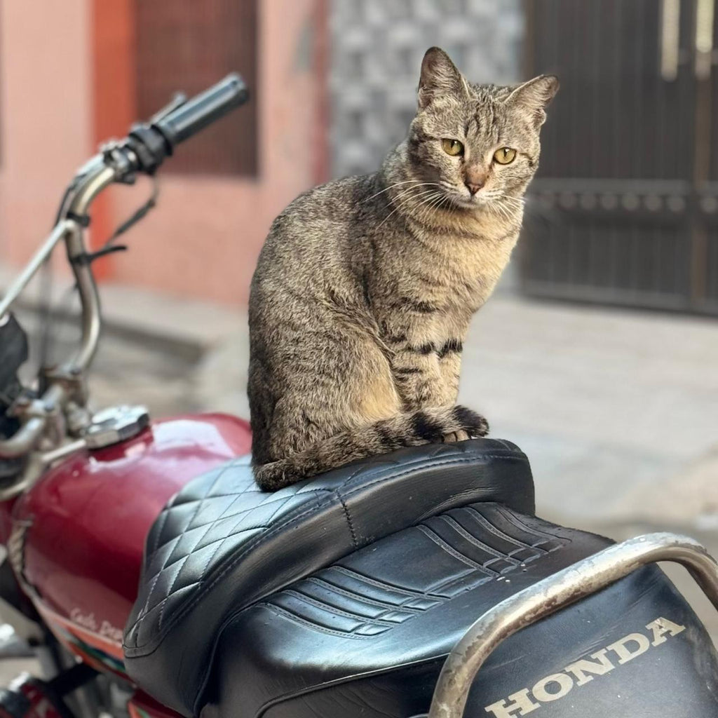 Bike Seat Cushion - Universal Size (CC 70/100/110/125/150) Honda/Suzuki/ Yamaha/CHINA/EVEs